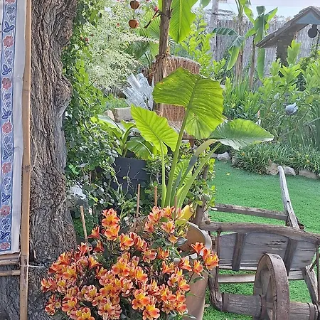 Site Paradis Rue Colibri *